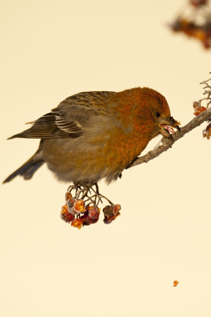 Valokuvaaja: Matti Vaarula