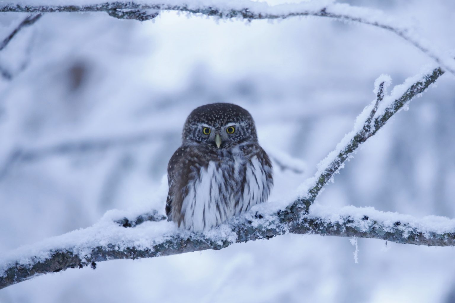 Valokuvaaja: Anne Moilanen