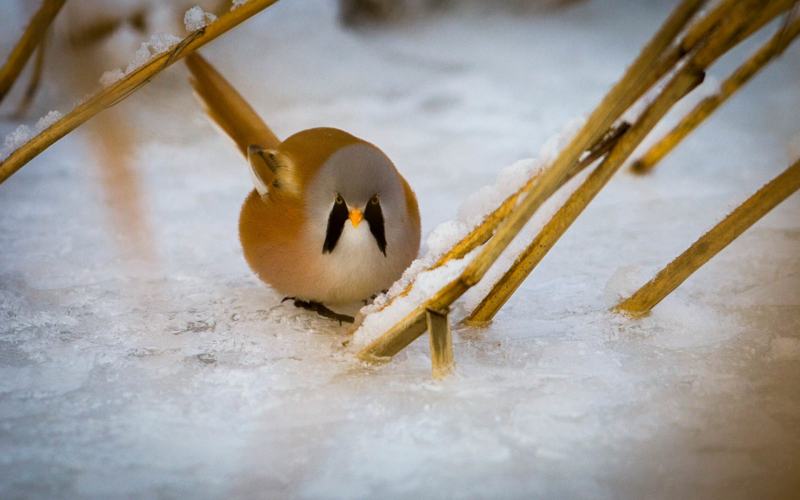Valokuvaaja: Kyösti Sorsa