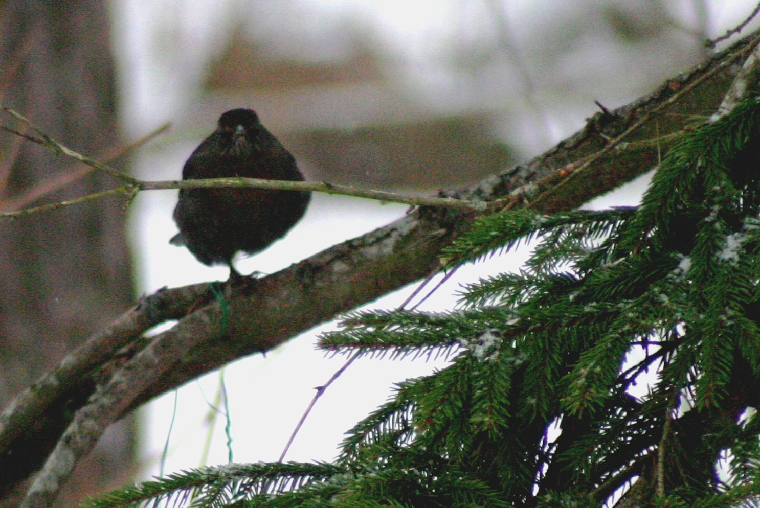 Valokuvaaja: leena outinen