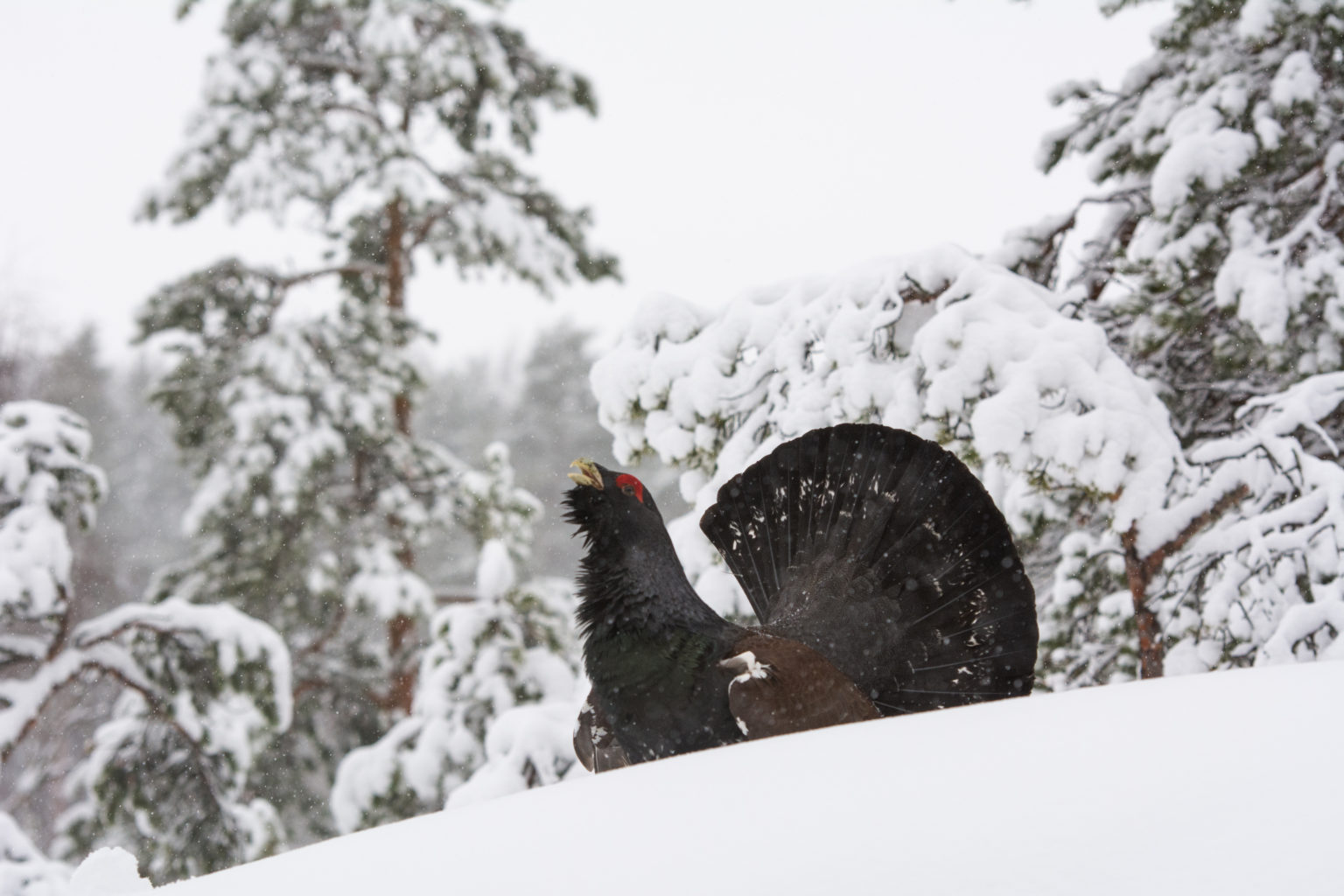 Valokuvaaja: Ari Kaarakainen