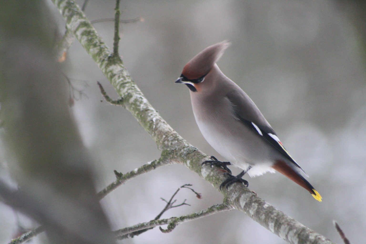 Valokuvaaja: satu kataja