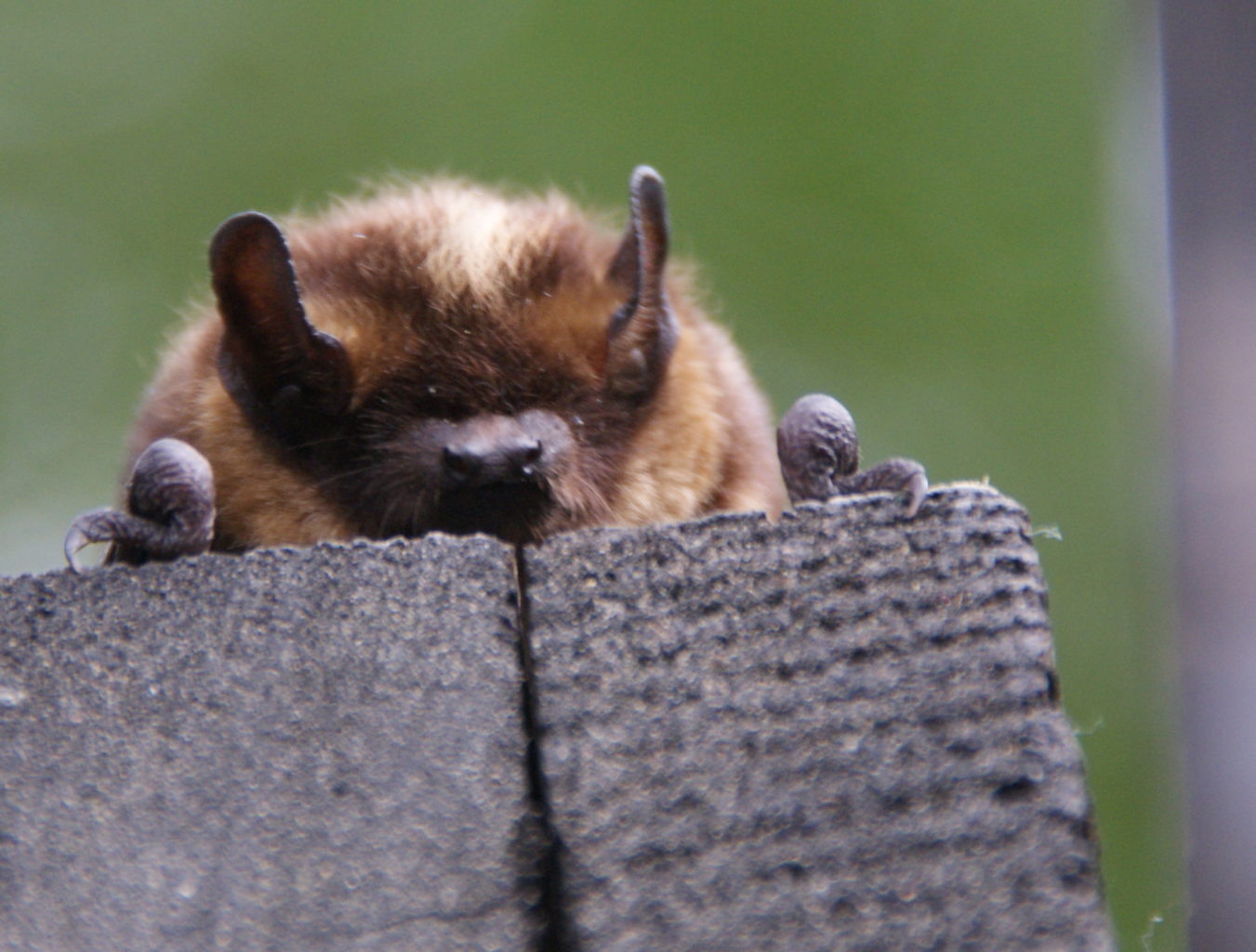 Valokuvaaja: Raija Kaapo-Kares