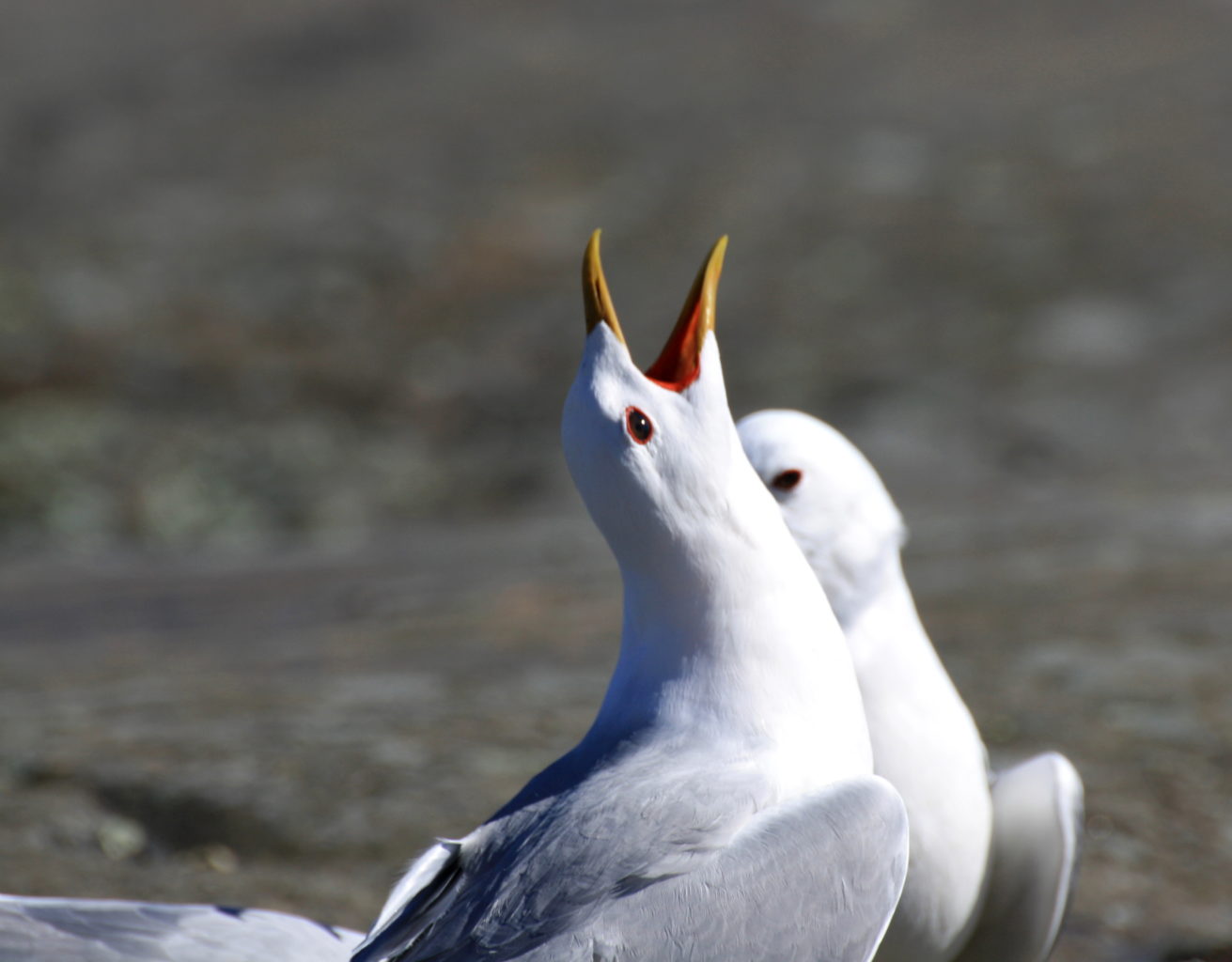 Valokuvaaja: Irja Lehtinen