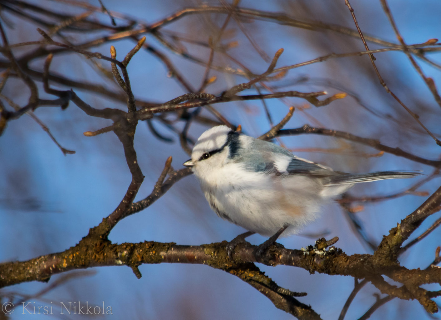 Valokuvaaja: Kirsi Nikkola
