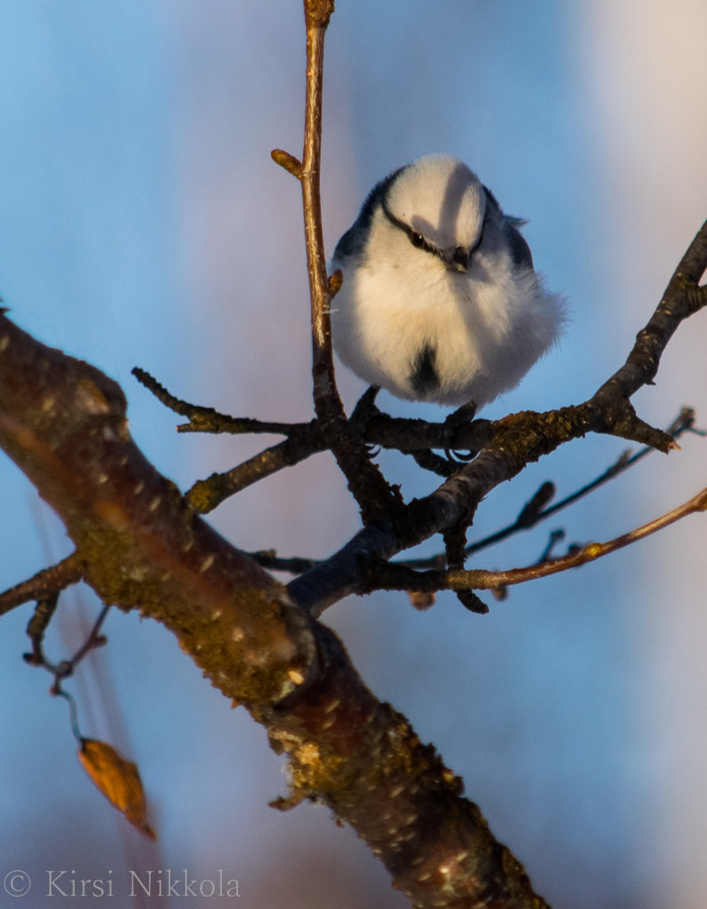 Valokuvaaja: Kirsi Nikkola
