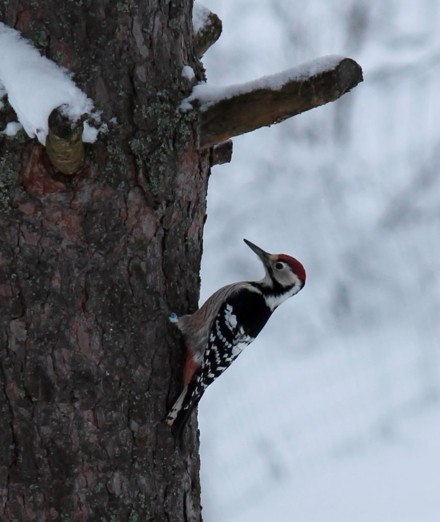 Valokuvaaja: tuomisto-lehtinen minna