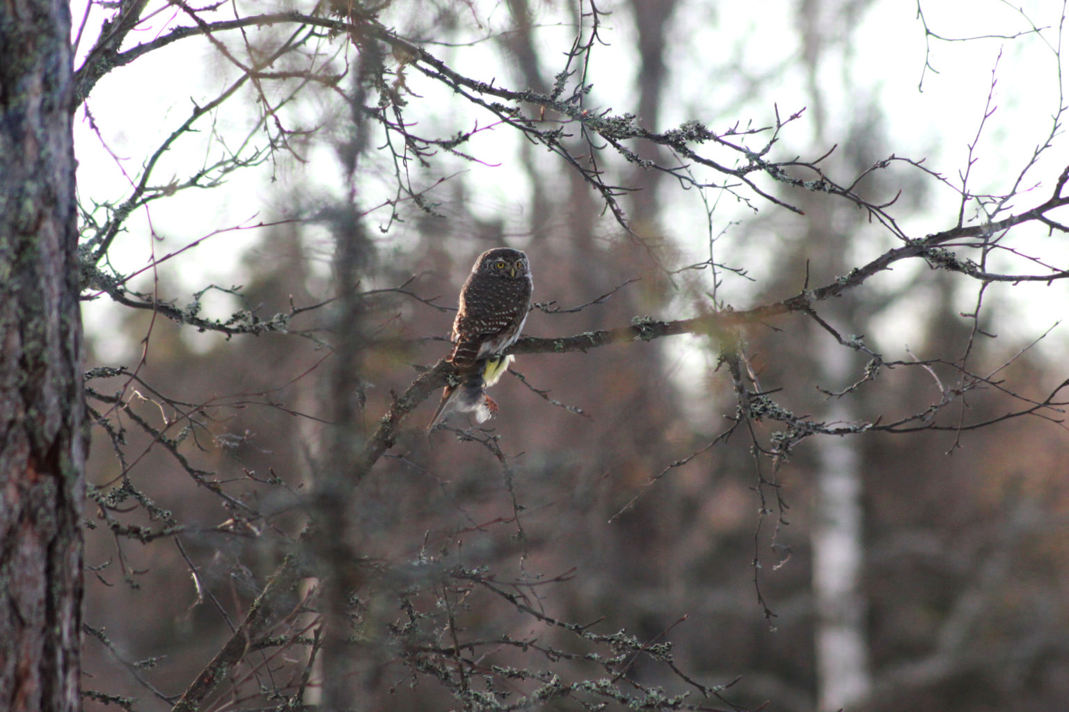 Valokuvaaja: Tuija Lahti