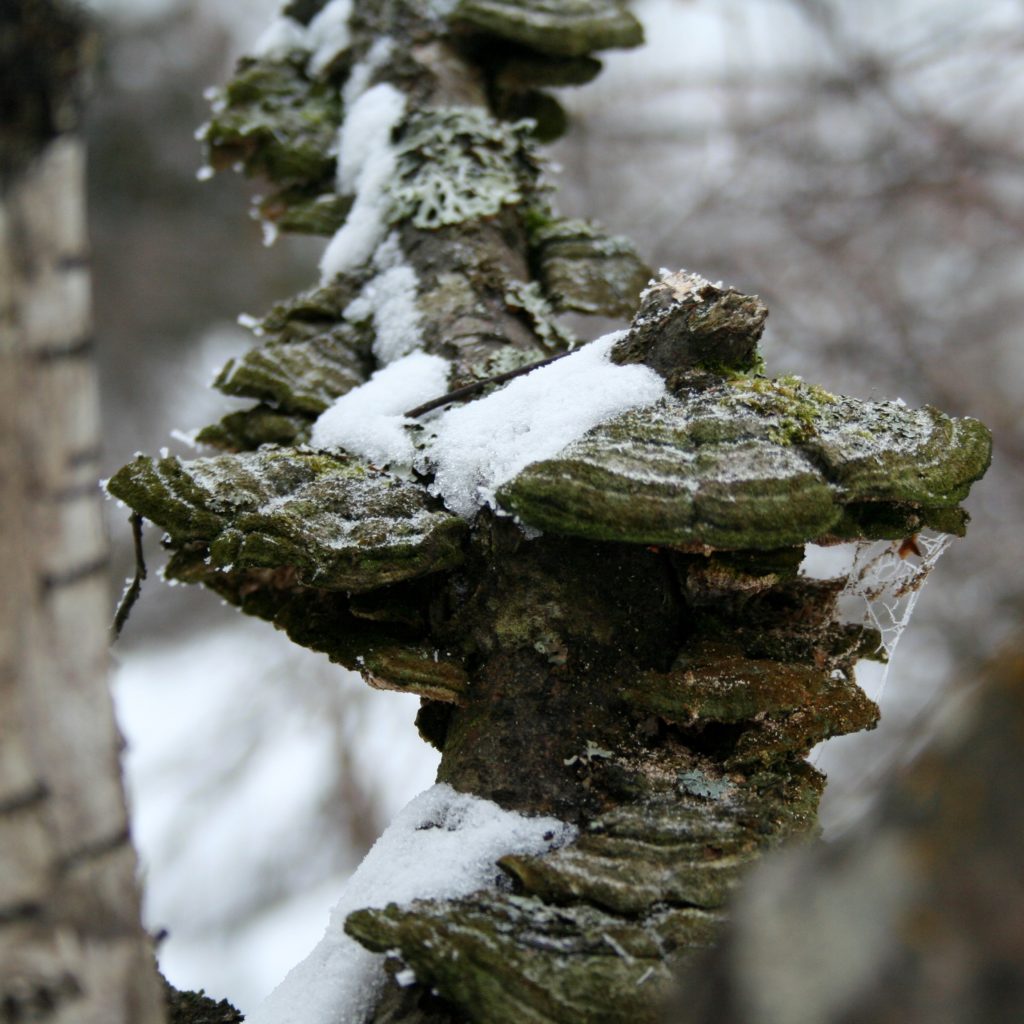 Valokuvaaja: Pirkko Siukonen