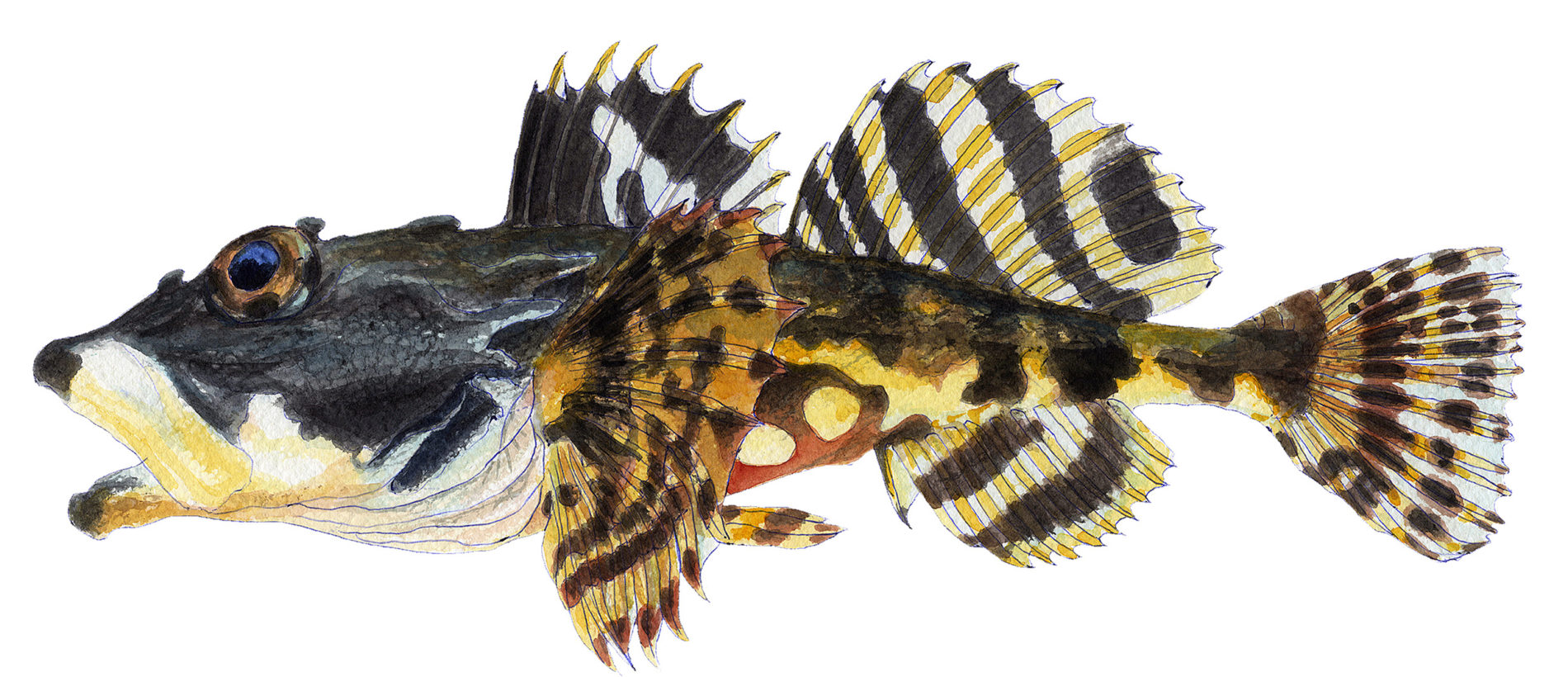 kalajuttu-katso-upeat-piirroskuvat