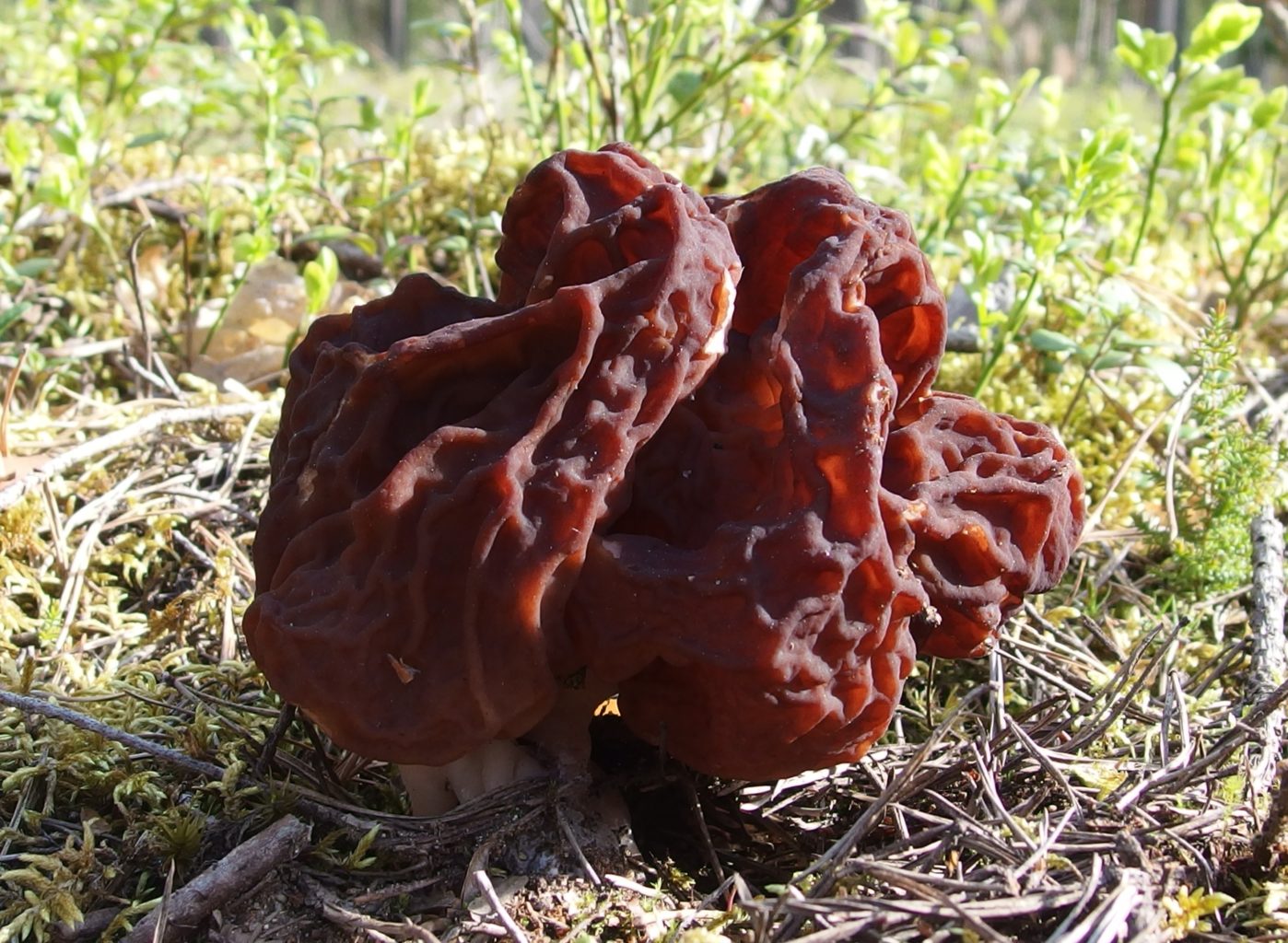 Valokuvaaja: Berndt Hannelius Valokuvaaja: Berndt Hannelius