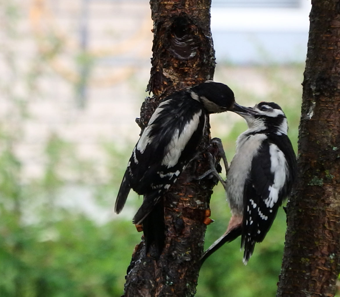 Valokuvaaja: Päivi Kuuttinen