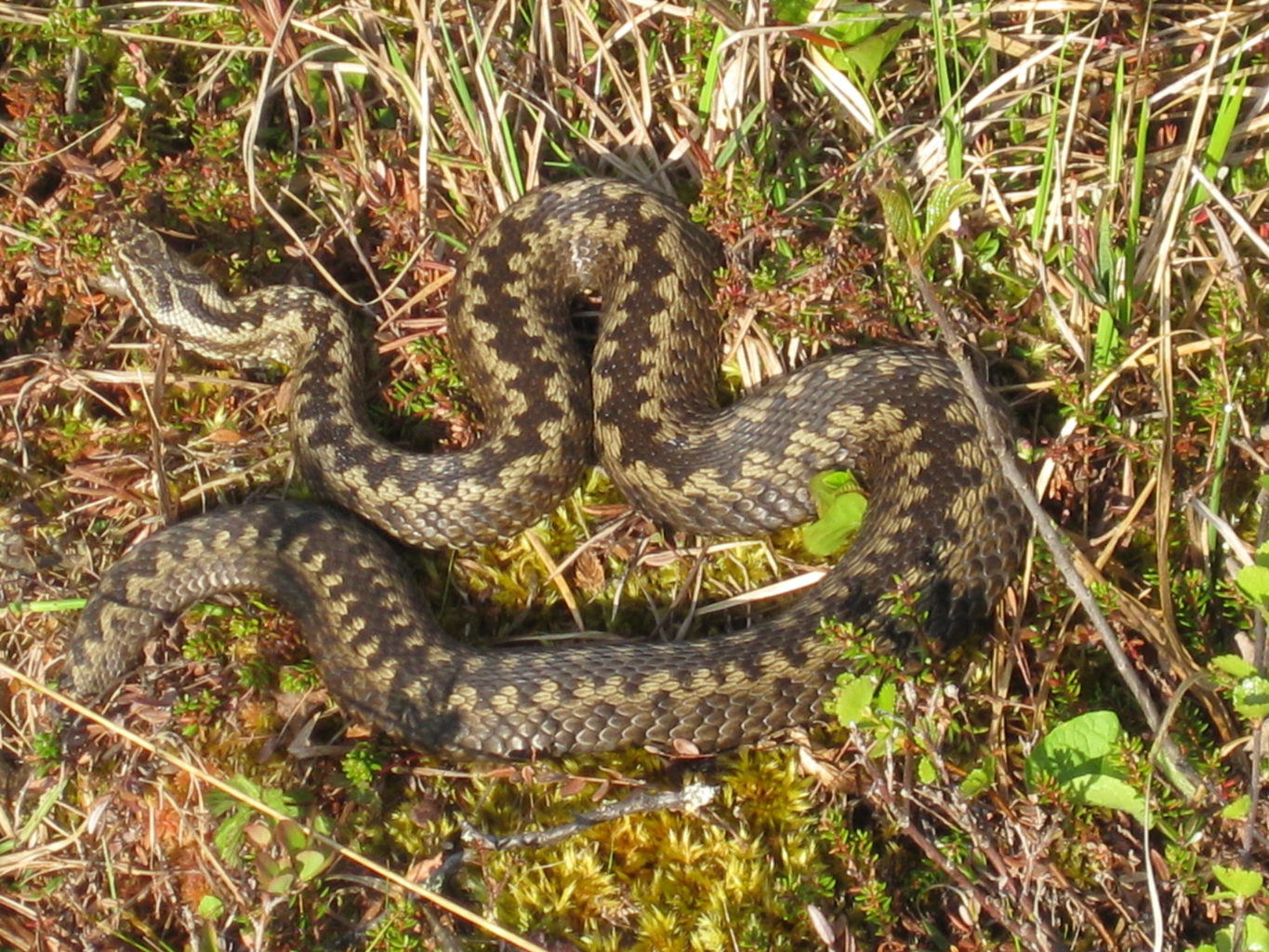 Valokuvaaja: yrjo lukkari