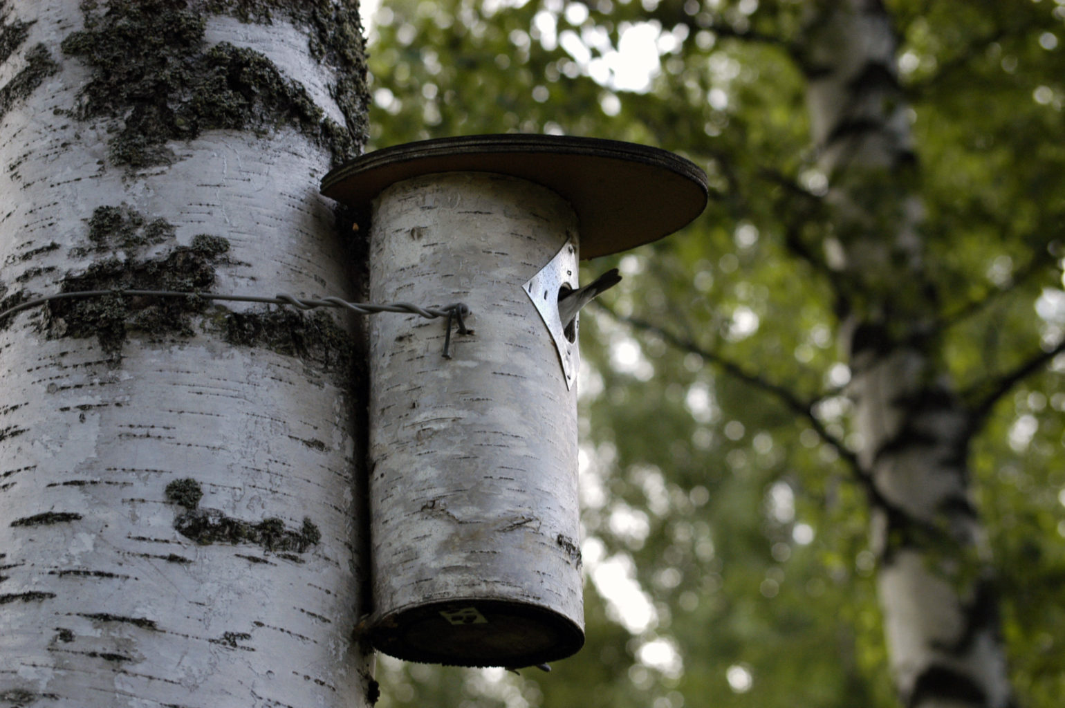 Valokuvaaja: Matti Hilli