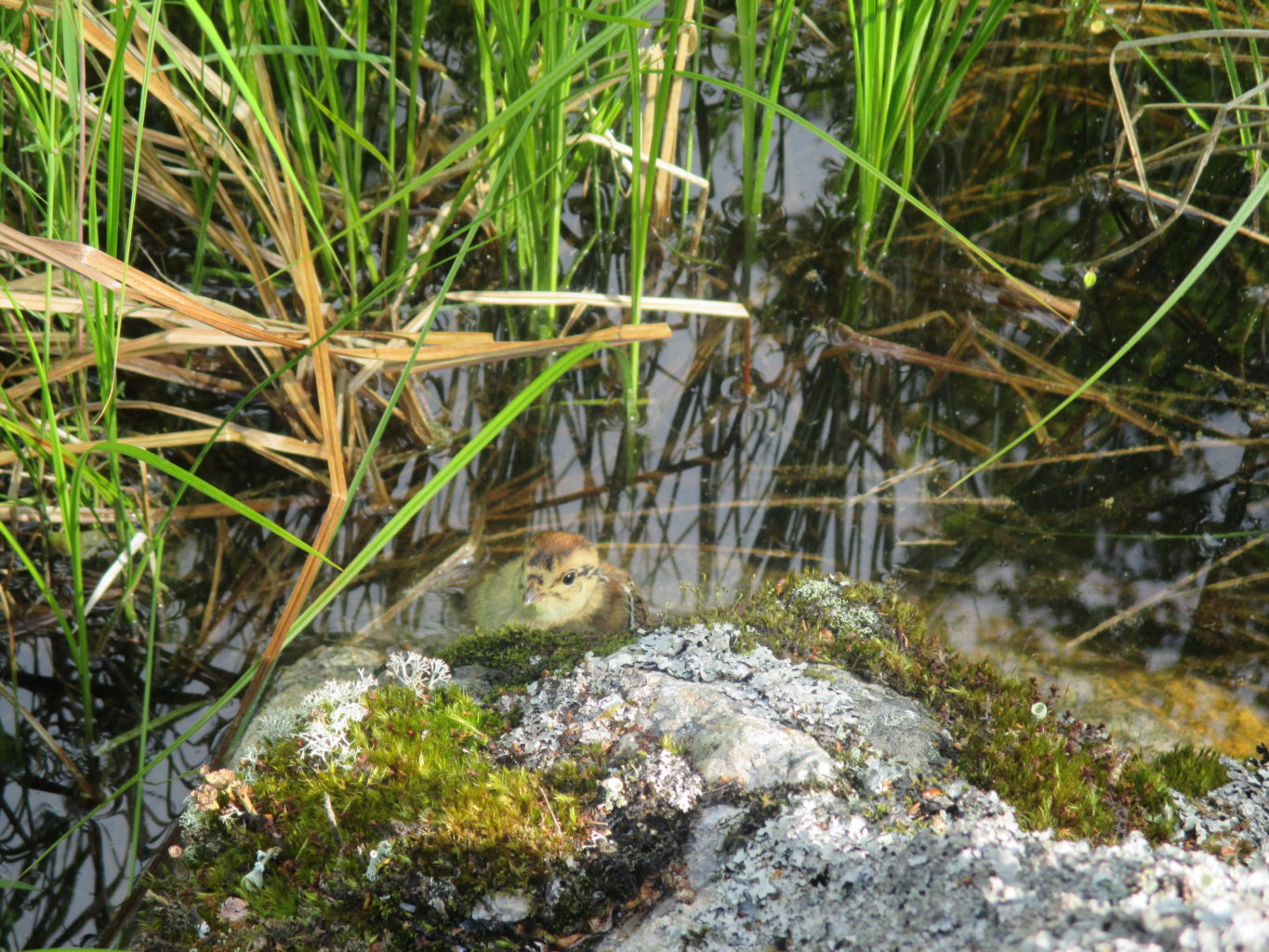 Valokuvaaja: Anja Ikonen