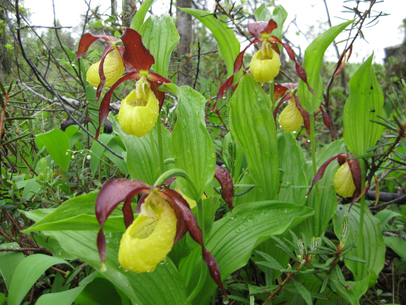 Valokuvaaja: yrjo lukkari Valokuvaaja: yrjo lukkari