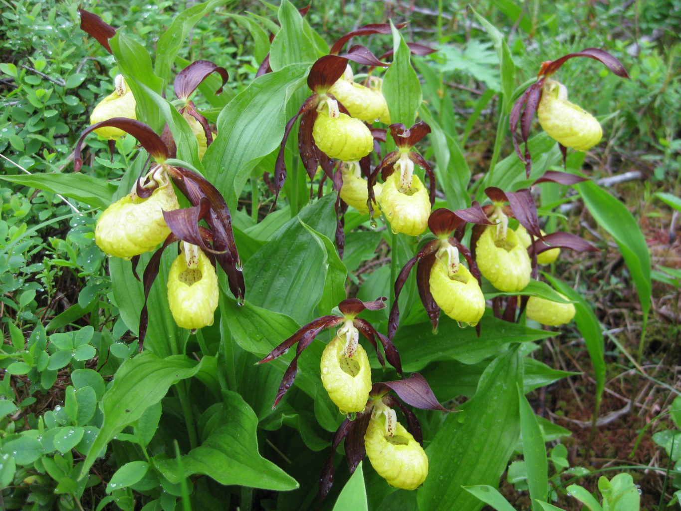 Valokuvaaja: yrjo lukkari Valokuvaaja: yrjo lukkari