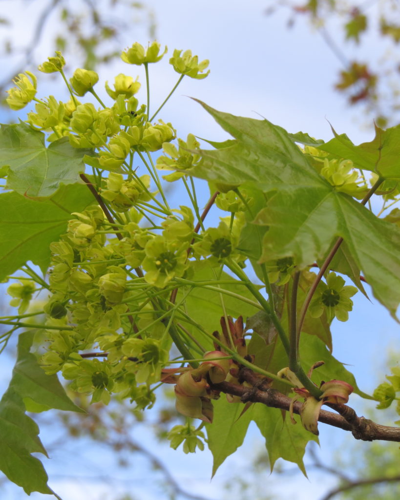Valokuvaaja: Minna Toroi