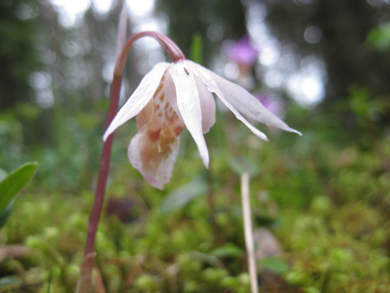 Valokuvaaja: yrjo lukkari Valokuvaaja: yrjo lukkari