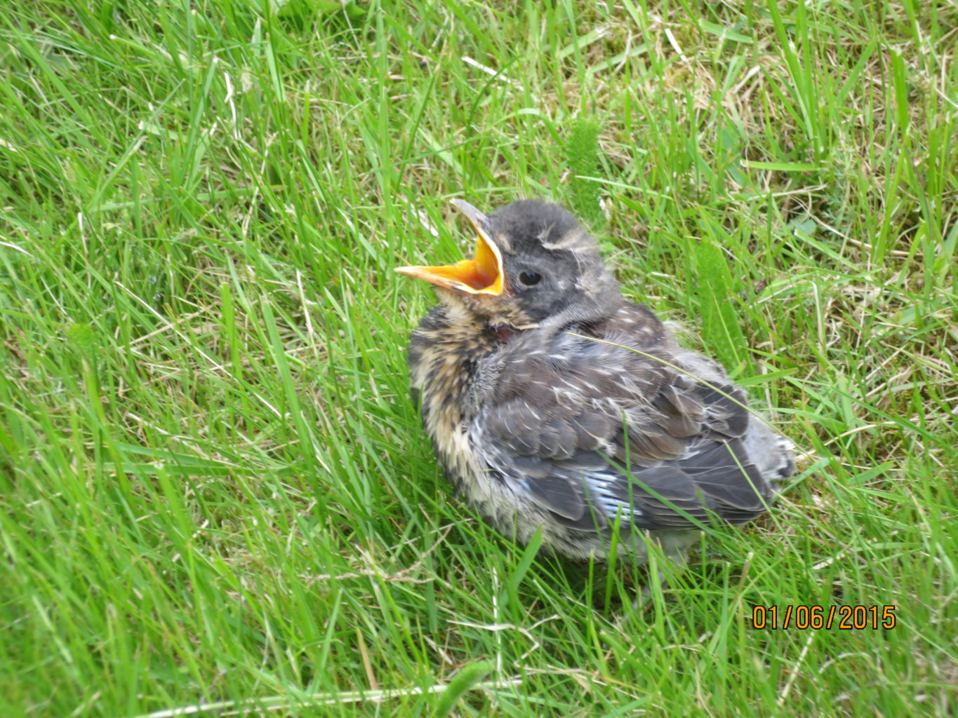 Valokuvaaja: aulikki lindfors