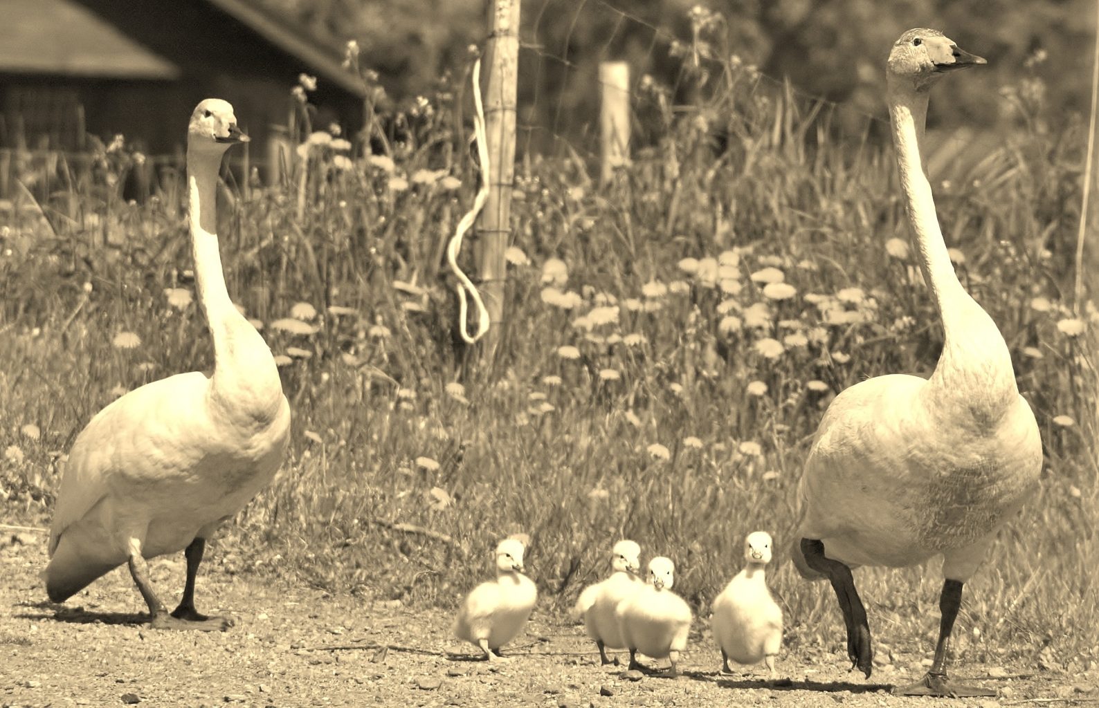 Valokuvaaja: marketta härkälä