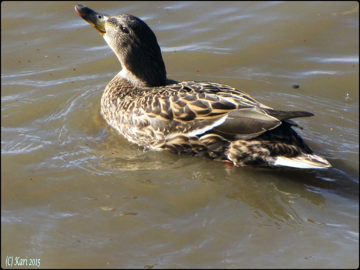 Valokuvaaja: Kari Saarinen