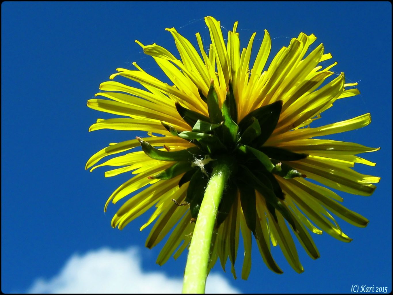 Valokuvaaja: Kari Saarinen