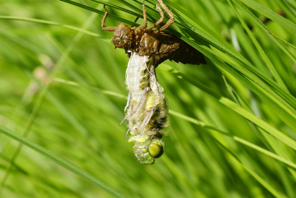 Valokuvaaja: Juhani Harkas Valokuvaaja: Juhani Harkas
