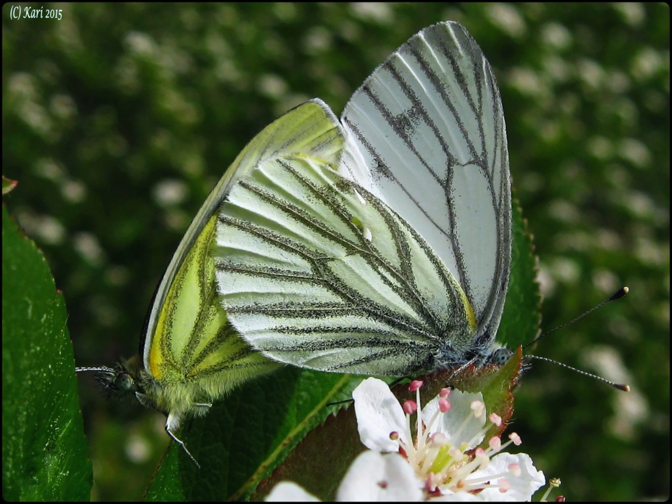 Valokuvaaja: Kari Saarinen