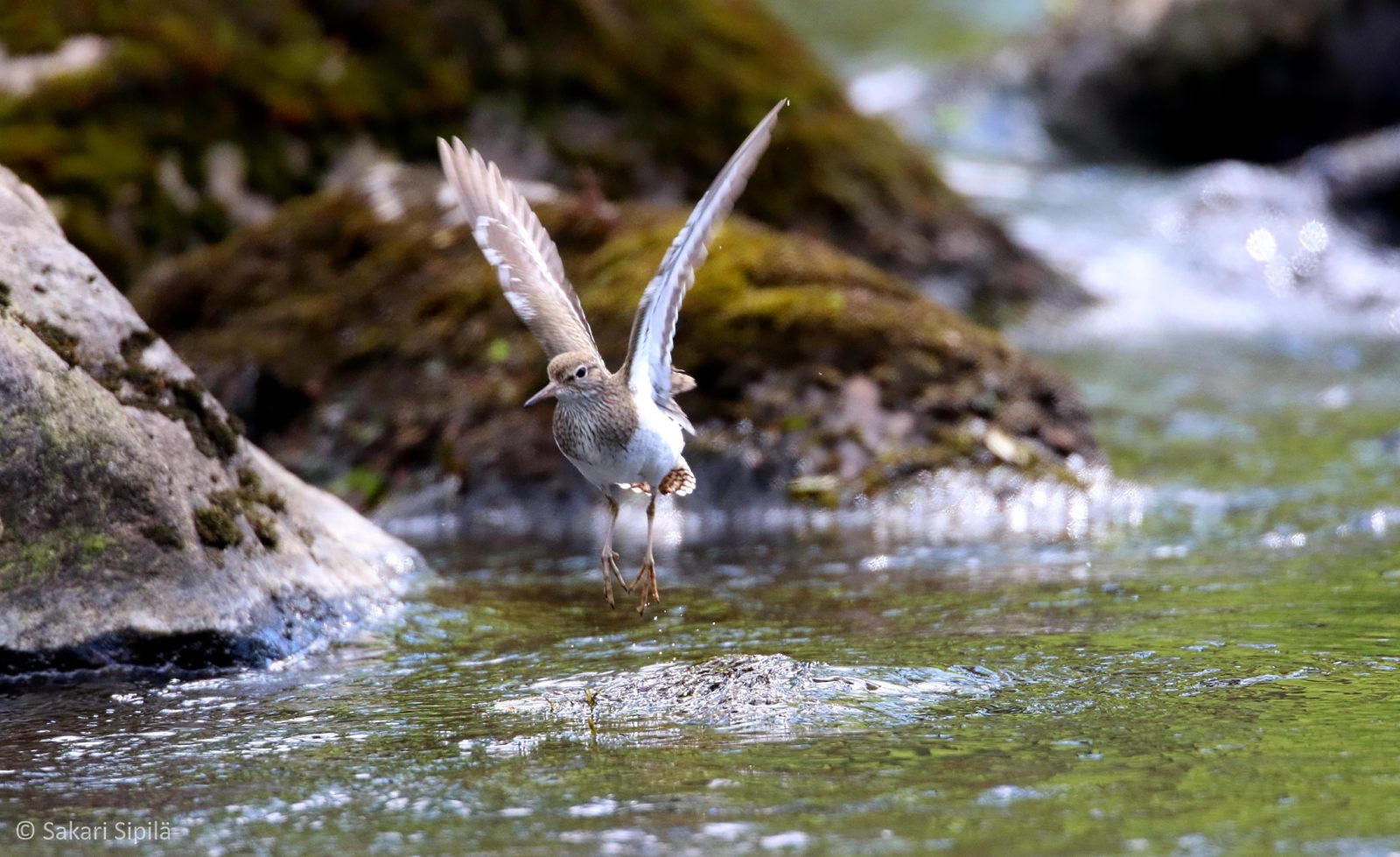 Valokuvaaja: Sakari Sipilä