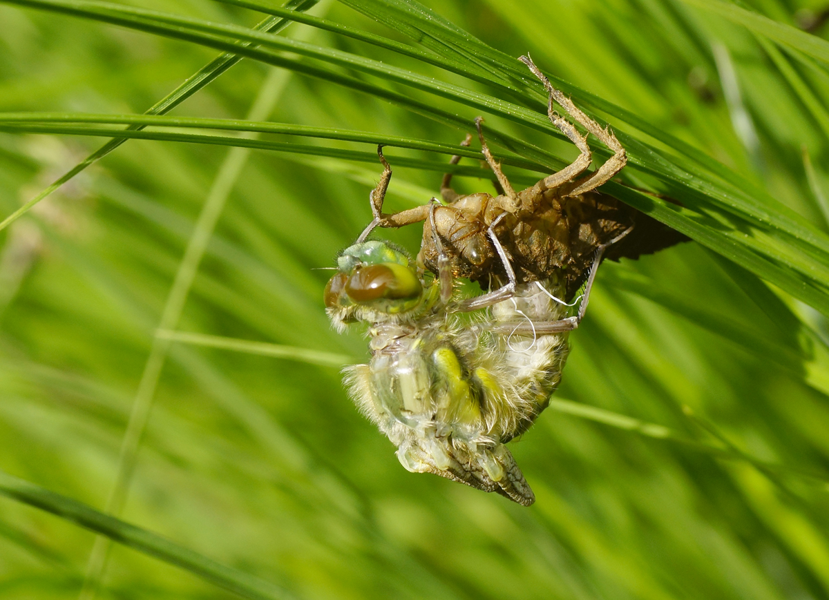 Valokuvaaja: Juhani Harkas