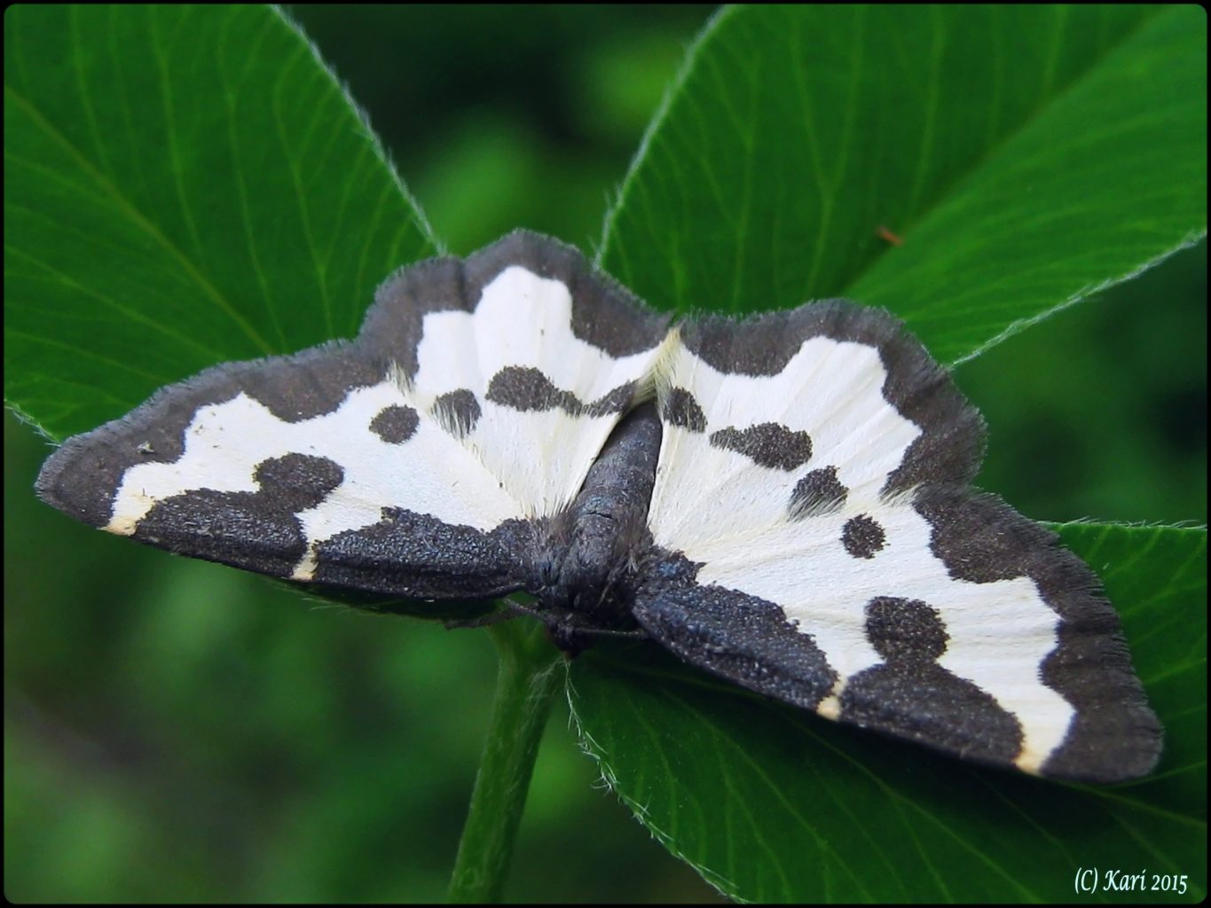 Valokuvaaja: Kari Saarinen