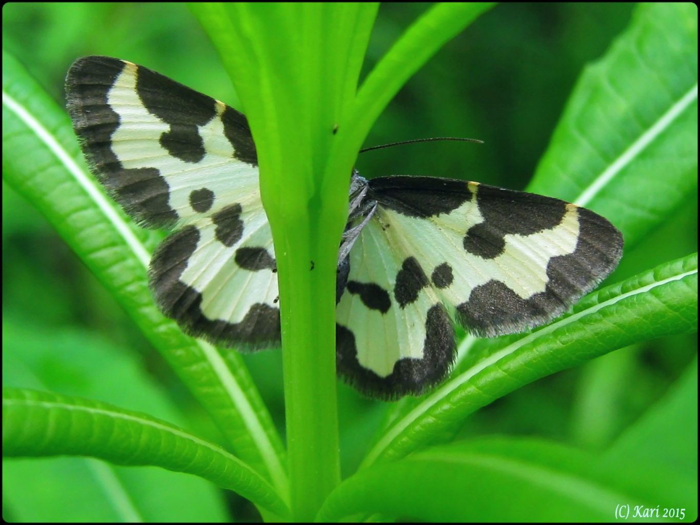 Valokuvaaja: Kari Saarinen