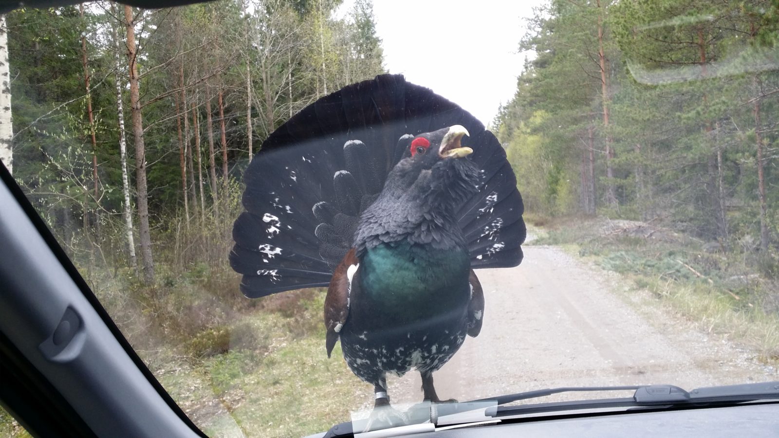 Valokuvaaja: Rami Costiander