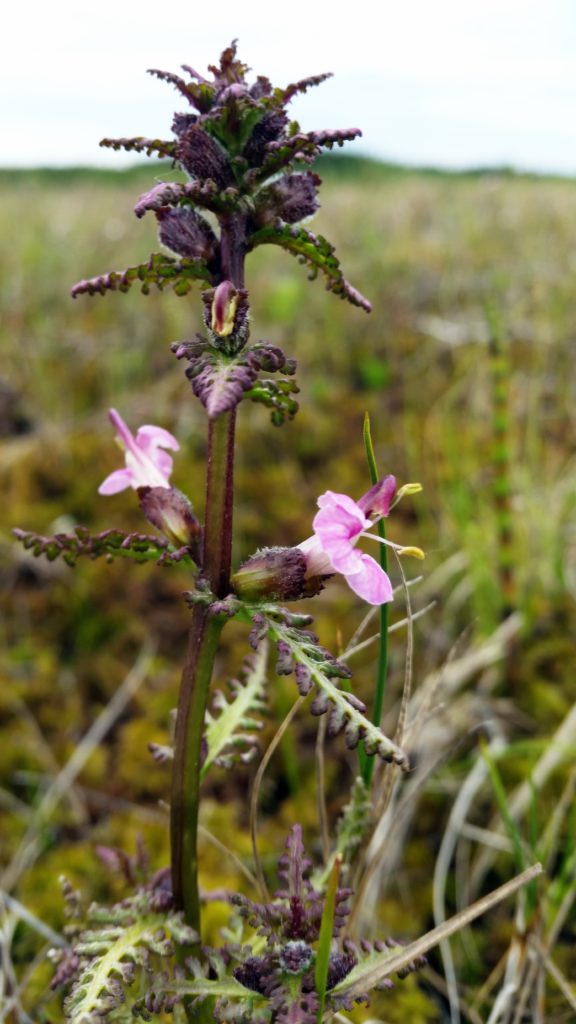 Valokuvaaja: Tuulikki Piikkilä