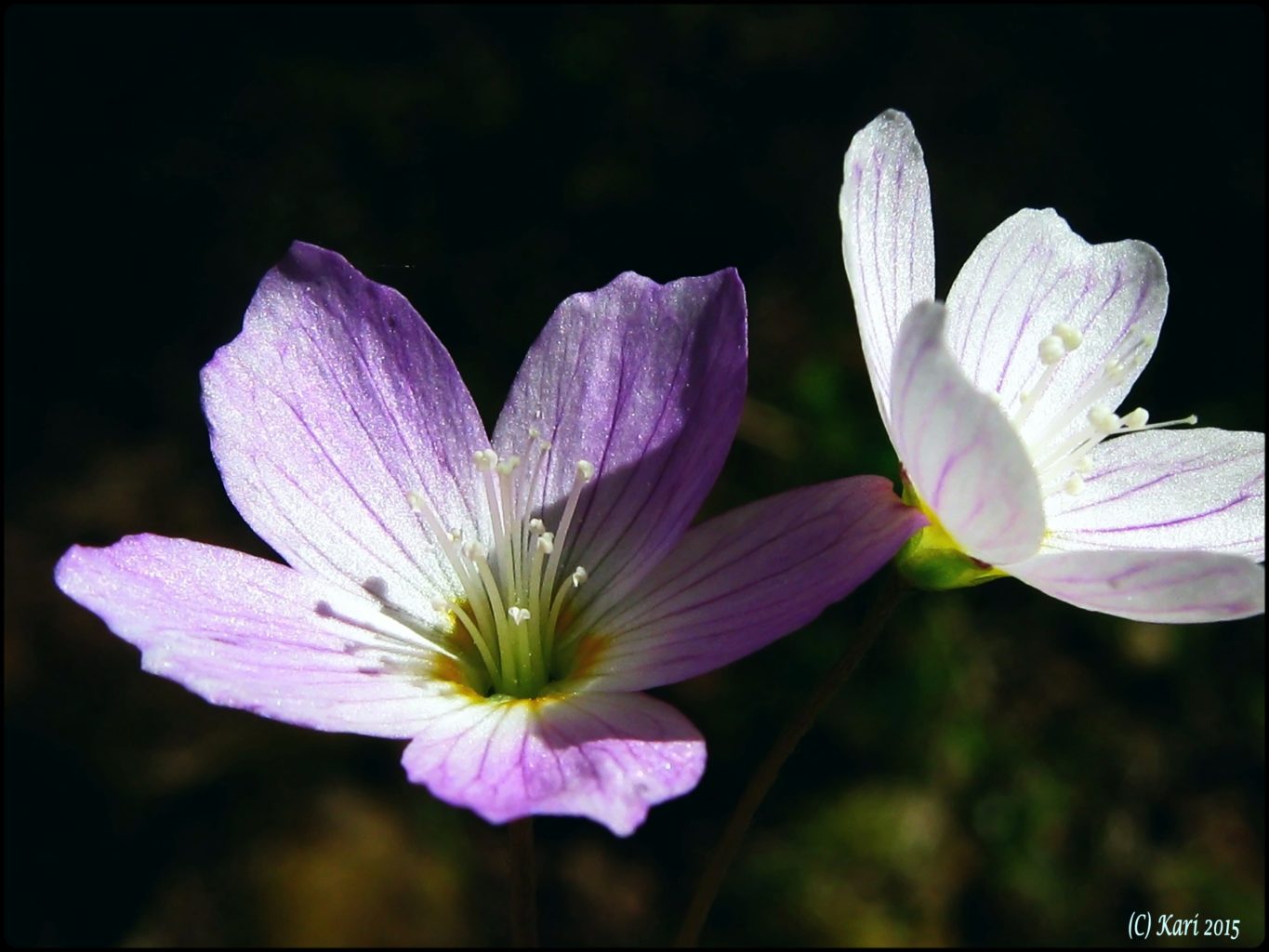 Valokuvaaja: Kari Saarinen Valokuvaaja: Kari Saarinen