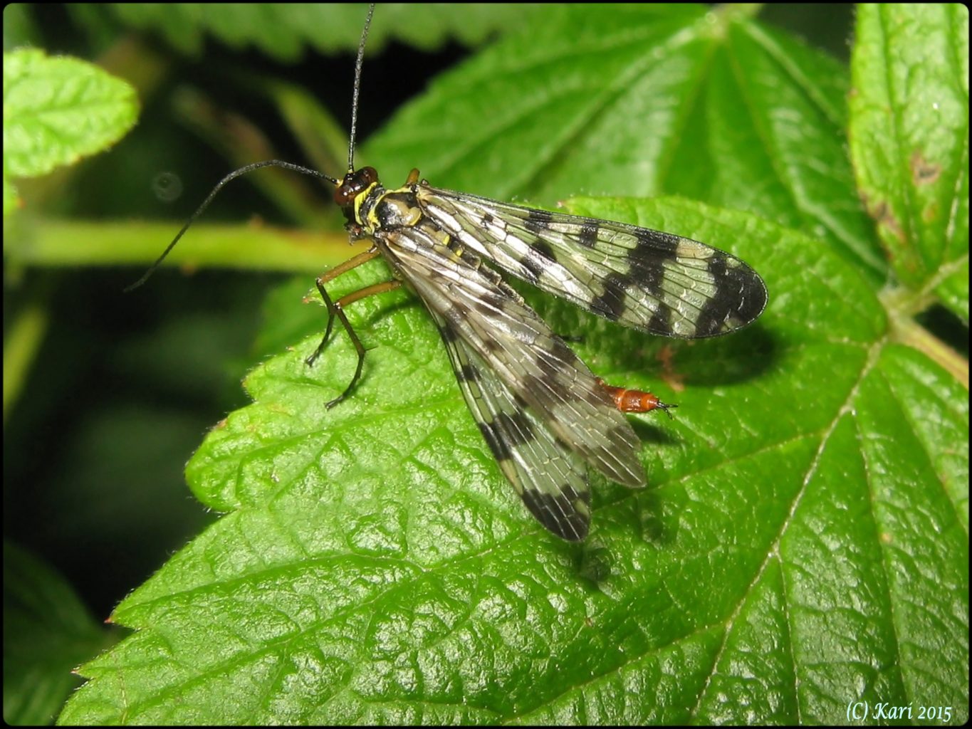 Valokuvaaja: Kari Saarinen