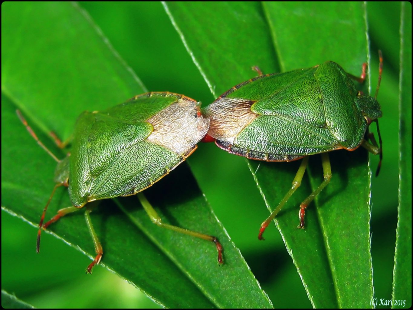 Valokuvaaja: Kari Saarinen Valokuvaaja: Kari Saarinen