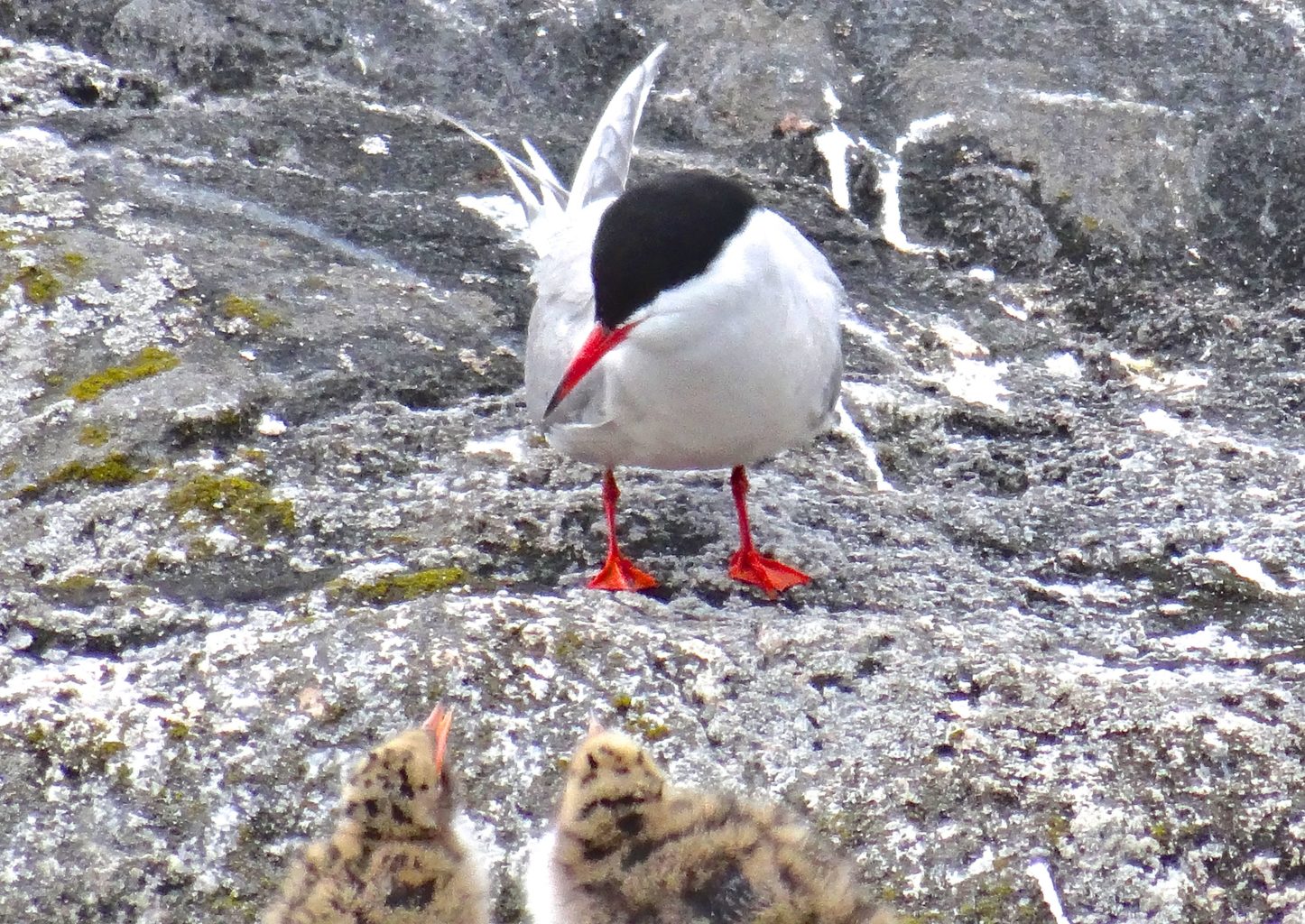 Valokuvaaja: Liisa Niiva-Korpela