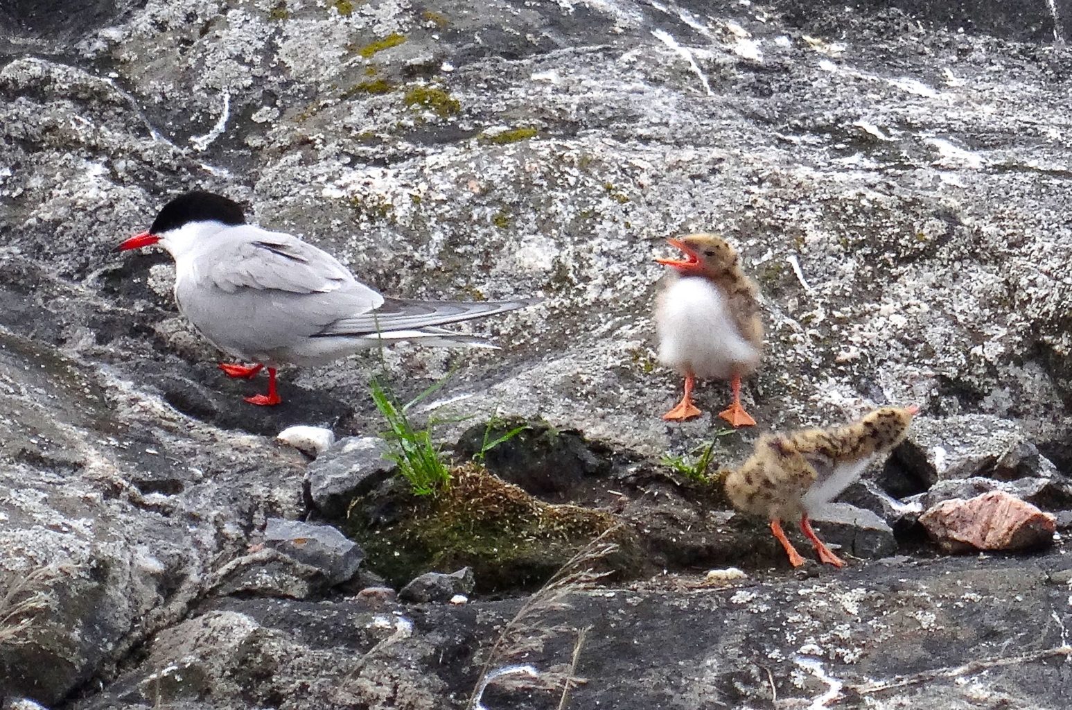 Valokuvaaja: Liisa Niiva-Korpela