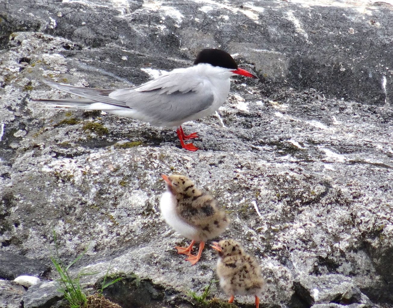 Valokuvaaja: Liisa Niiva-Korpela