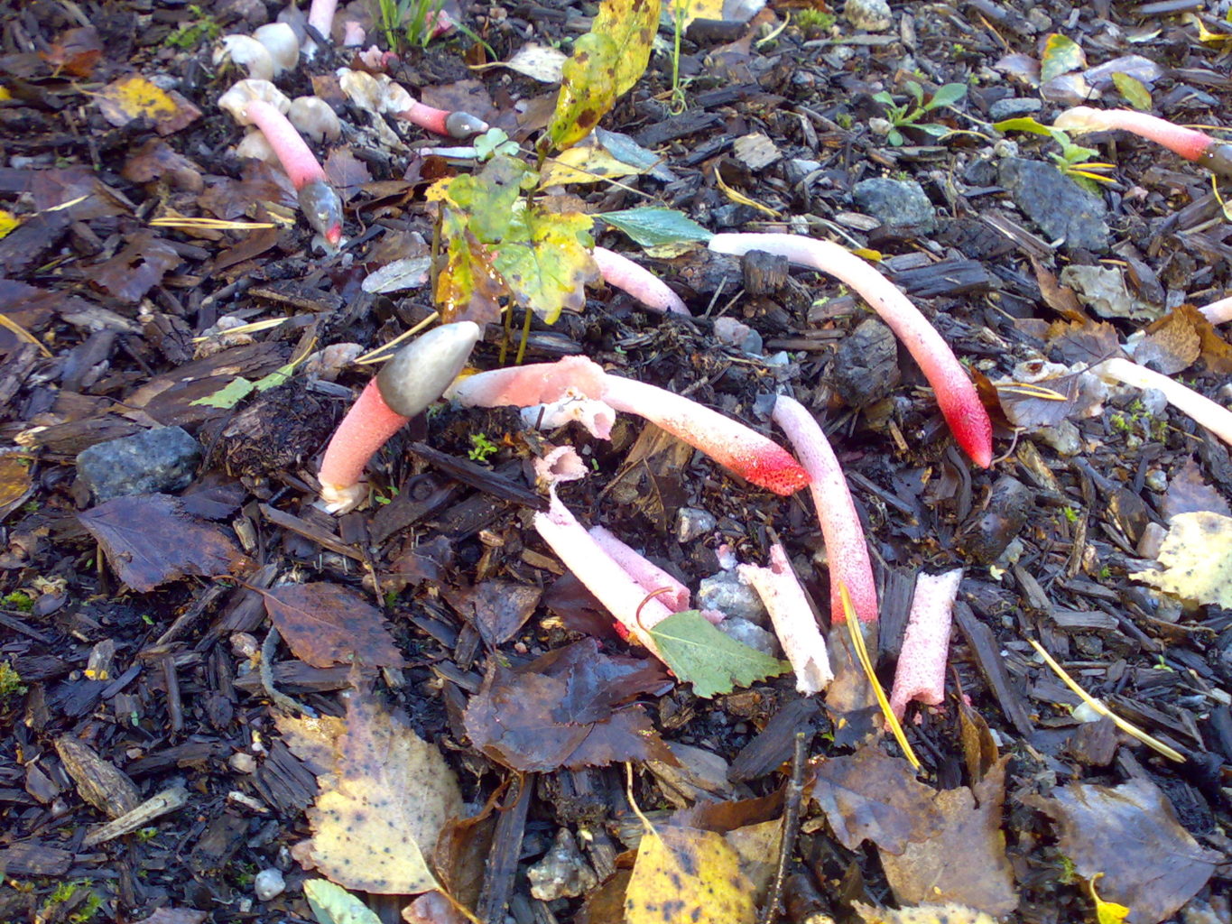 Valokuvaaja: Mikko Salste Valokuvaaja: Mikko Salste