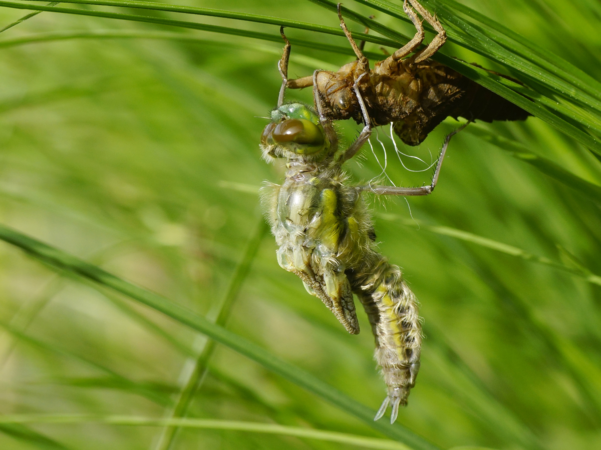 Valokuvaaja: Juhani Harkas Valokuvaaja: Juhani Harkas