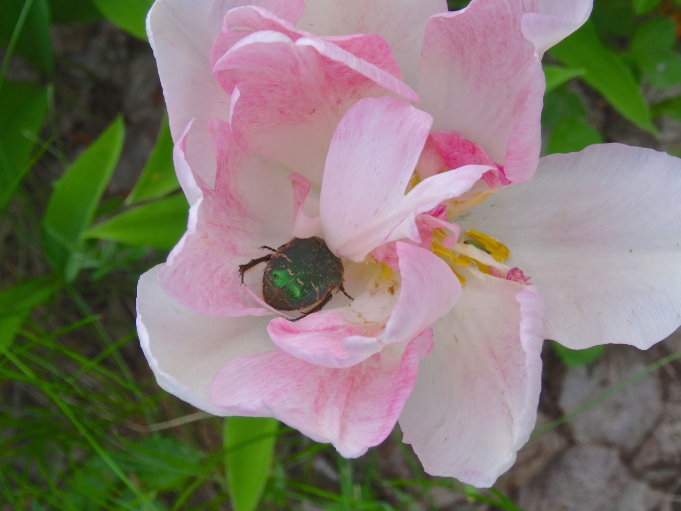 Valokuvaaja: Liisa Niiva-Korpela Valokuvaaja: Liisa Niiva-Korpela