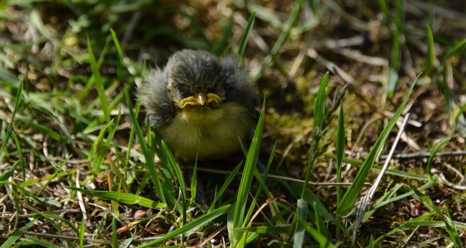 Valokuvaaja: Heli Korhonen