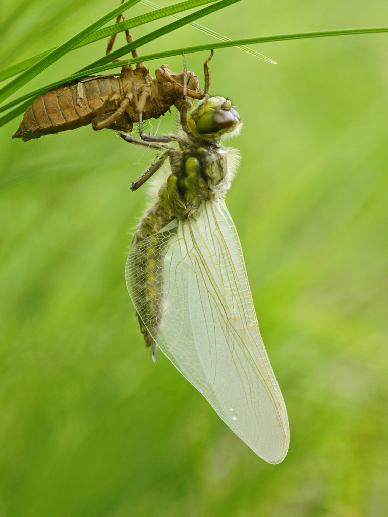 Valokuvaaja: Juhani Harkas
