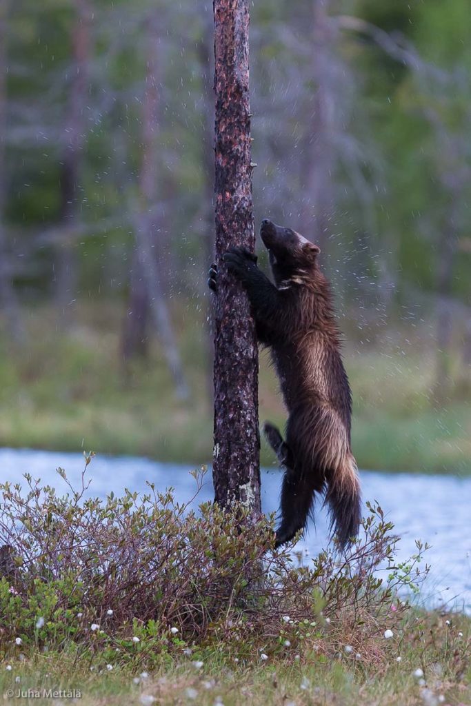 Valokuvaaja: Juha Mettälä