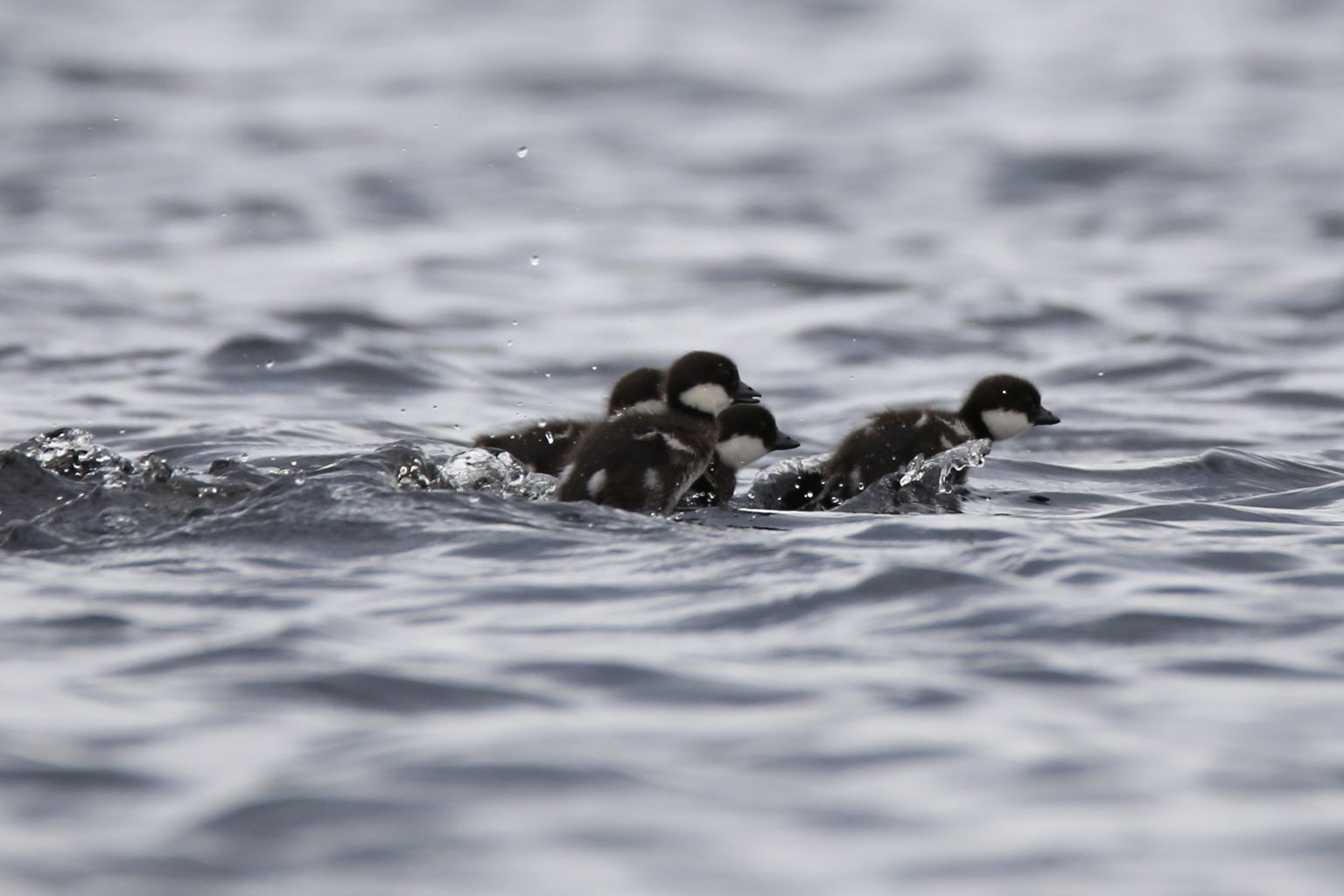 Valokuvaaja: Anne Moilanen