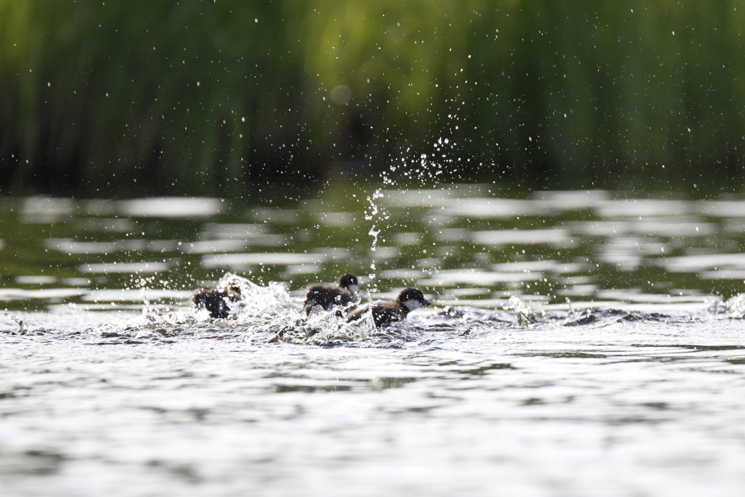 Valokuvaaja: Anne Moilanen
