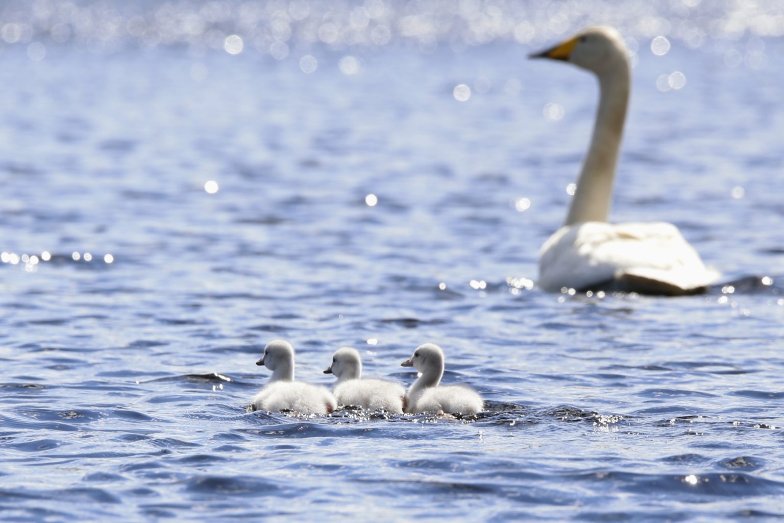 Valokuvaaja: Anne Moilanen